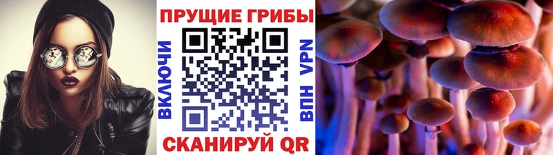 Псилоцибиновые грибы мицелий  где продают   Злынка 